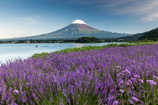 TOKYO FUJI FREEDAY ซุปตาร์ ลาเวนเดอร์ ไฟไหม้ 10 (5 D 3 N)