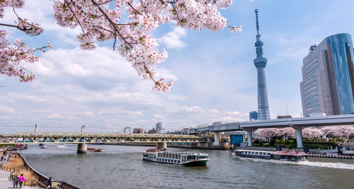 ✿ ชมซากุระในโตเกียว & ล่องเรือแม่น้ำซุมิดะ & รับประทานซูชิที่ 
