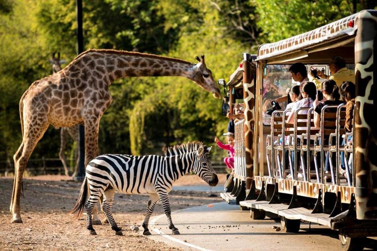 Chiang Mai Night Safari  (Evening 18.30 – 22.00)